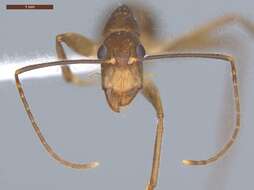 Imagem de Camponotus ager (Smith 1858)