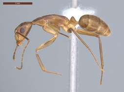 Imagem de Camponotus ager (Smith 1858)