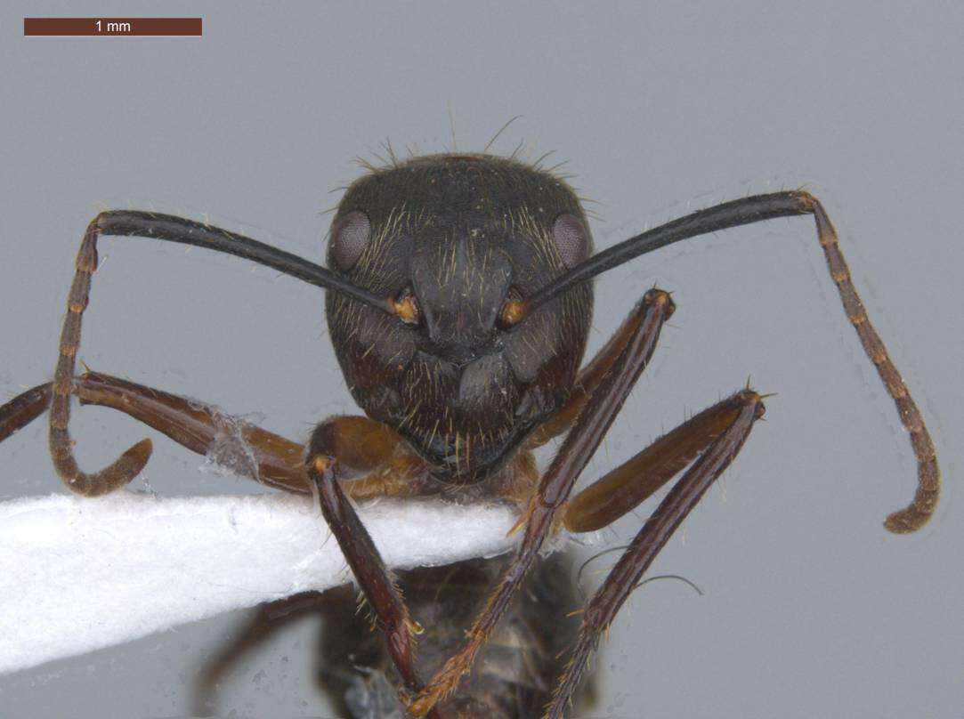 Plancia ëd Camponotus femoratus (Fabricius 1804)