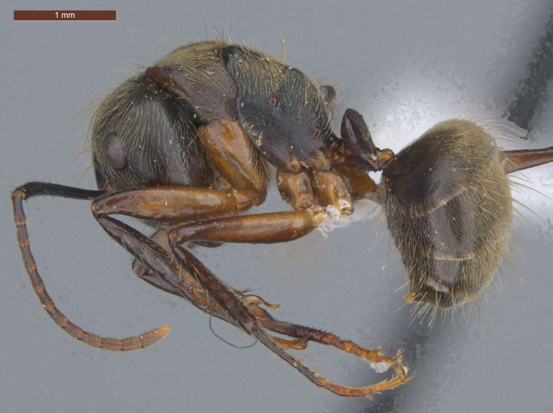 Plancia ëd Camponotus femoratus (Fabricius 1804)