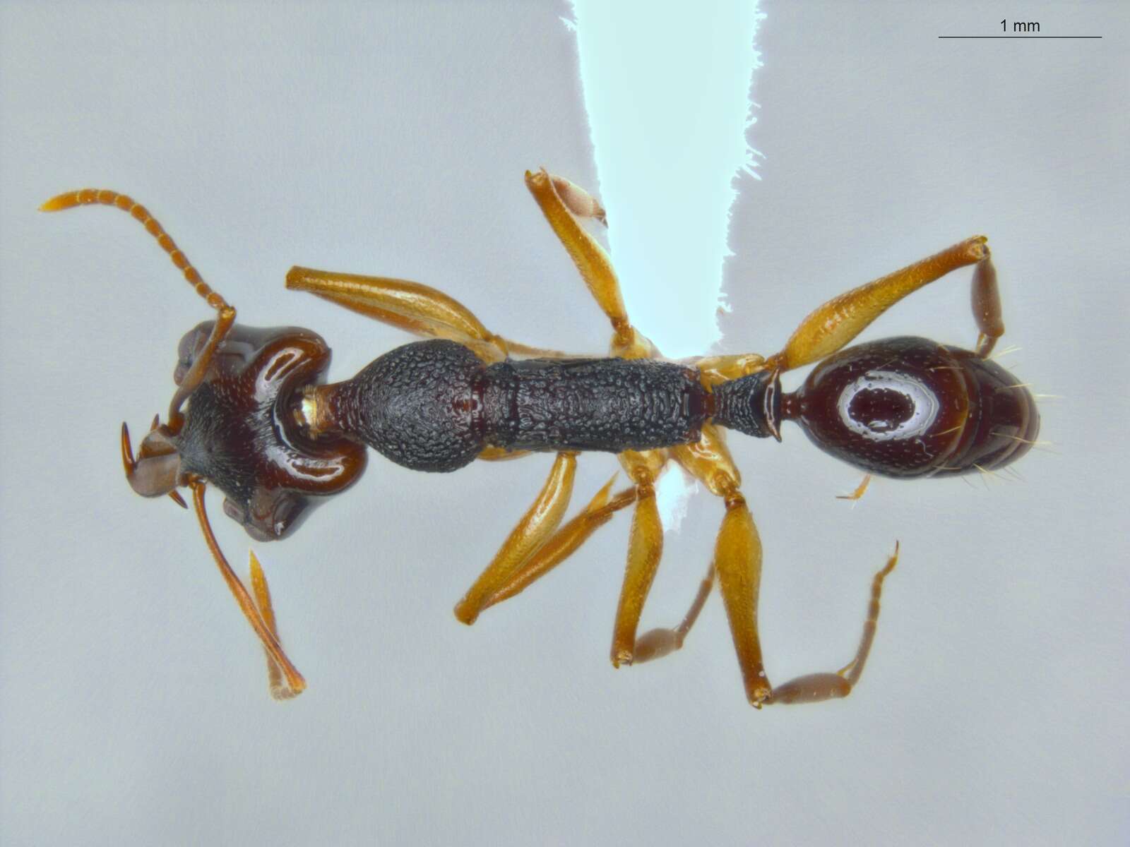 Image of Anochetus bispinosus (Smith 1858)