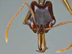 Image of Anochetus bispinosus (Smith 1858)