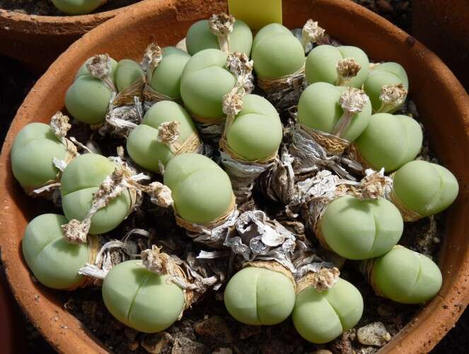 Imagem de Gibbaeum heathii (N. E. Br.) L. Bol.