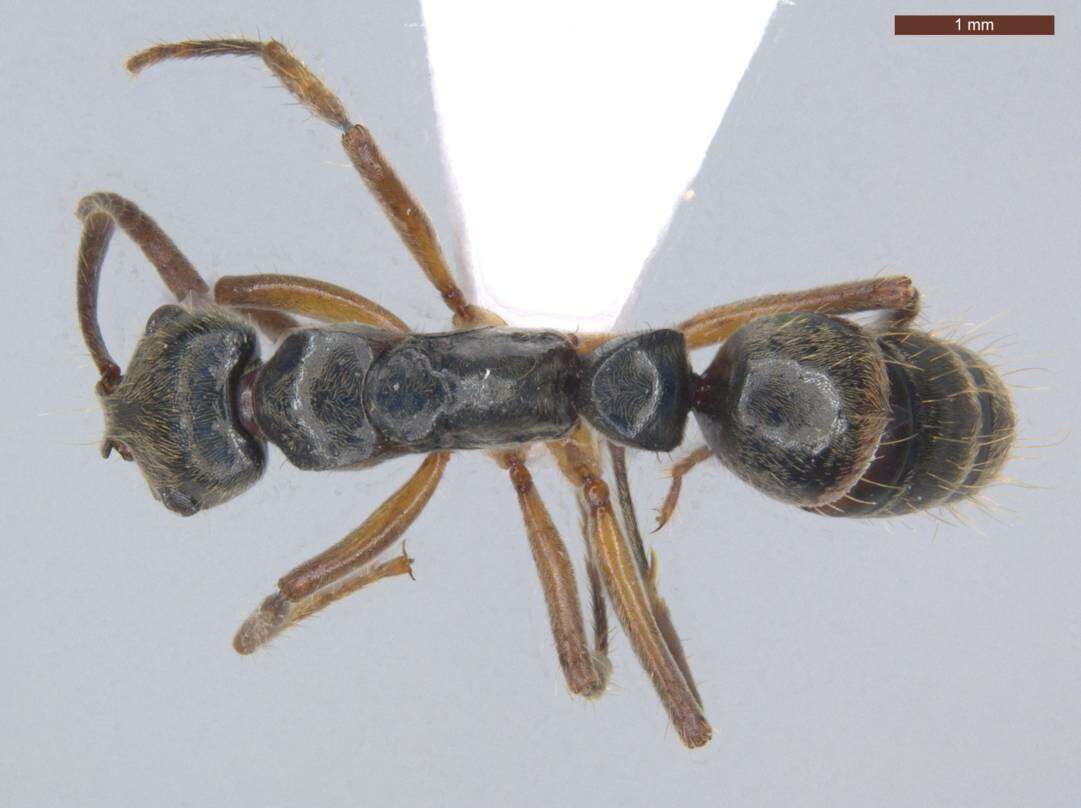 صورة Neoponera unidentata