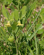 Image of Walter's groundcherry