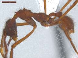 Image of Apterostigma tachirense