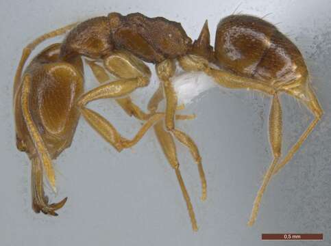 Image of Ant