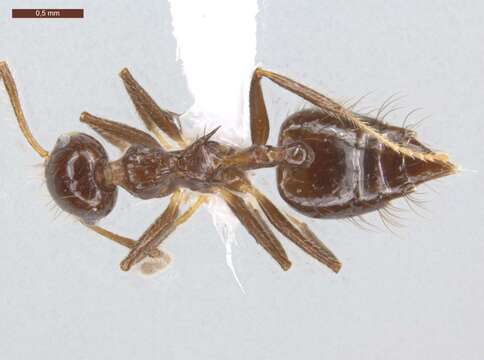 Image of Crematogaster nigropilosa Mayr 1870