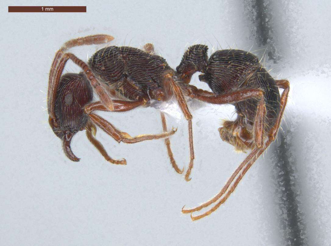 Image of Gnamptogenys striatula Mayr 1884