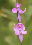 Image of Pale grass-pink