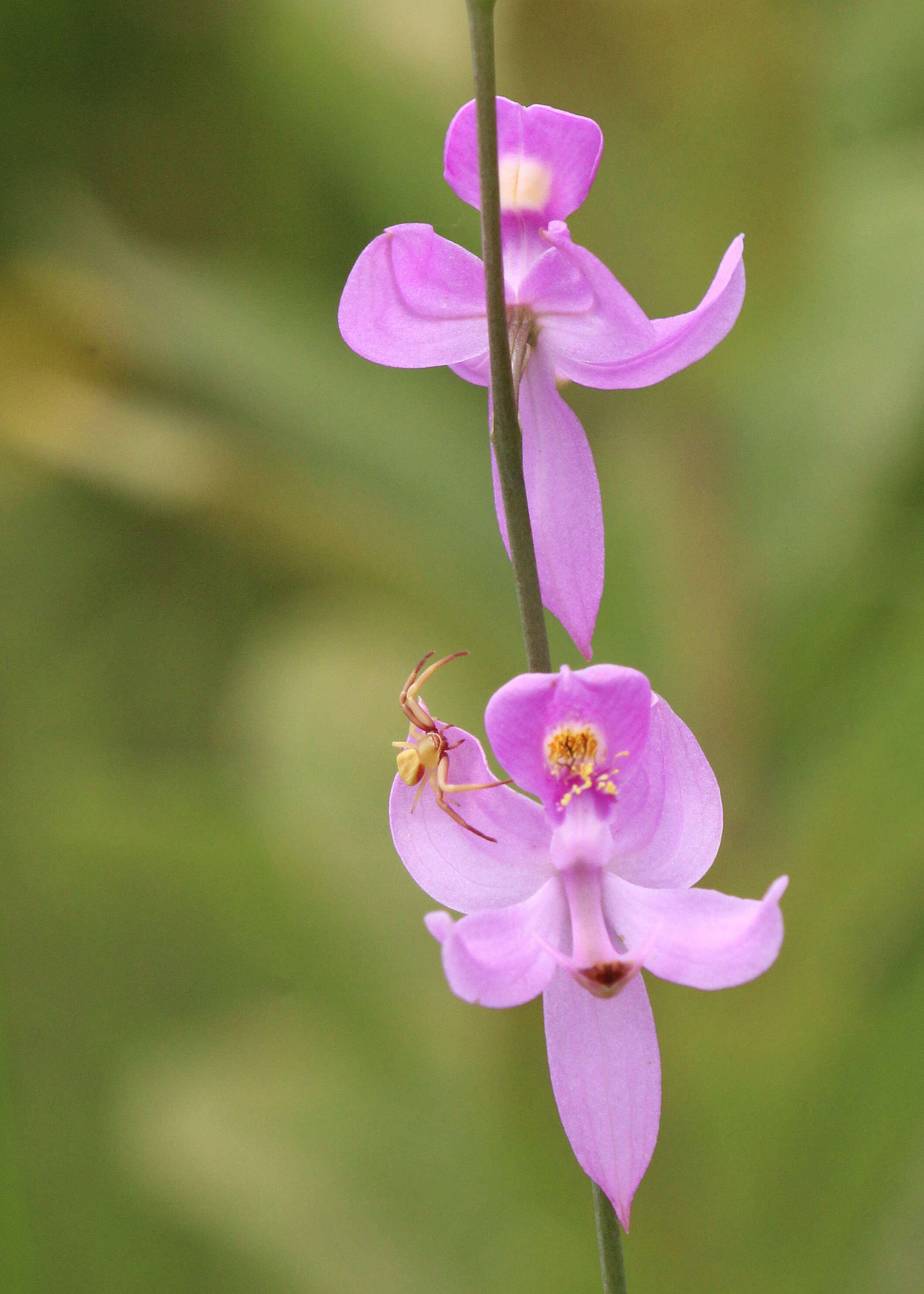 Calopogon pallidus Chapm.的圖片