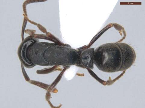 Image of Panther Ants