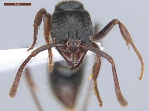 Image of Panther Ants