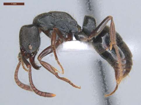 Image of Panther Ants