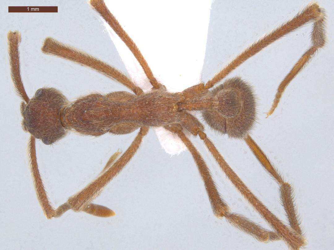 Image of Apterostigma urichii Forel 1893