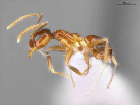 Image of Ant