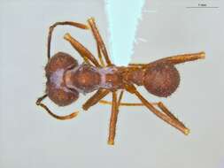 Imagem de Acromyrmex balzani (Emery 1890)