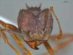 Imagem de Acromyrmex balzani (Emery 1890)