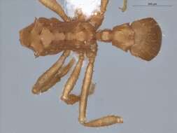 Image of Mycocepurus