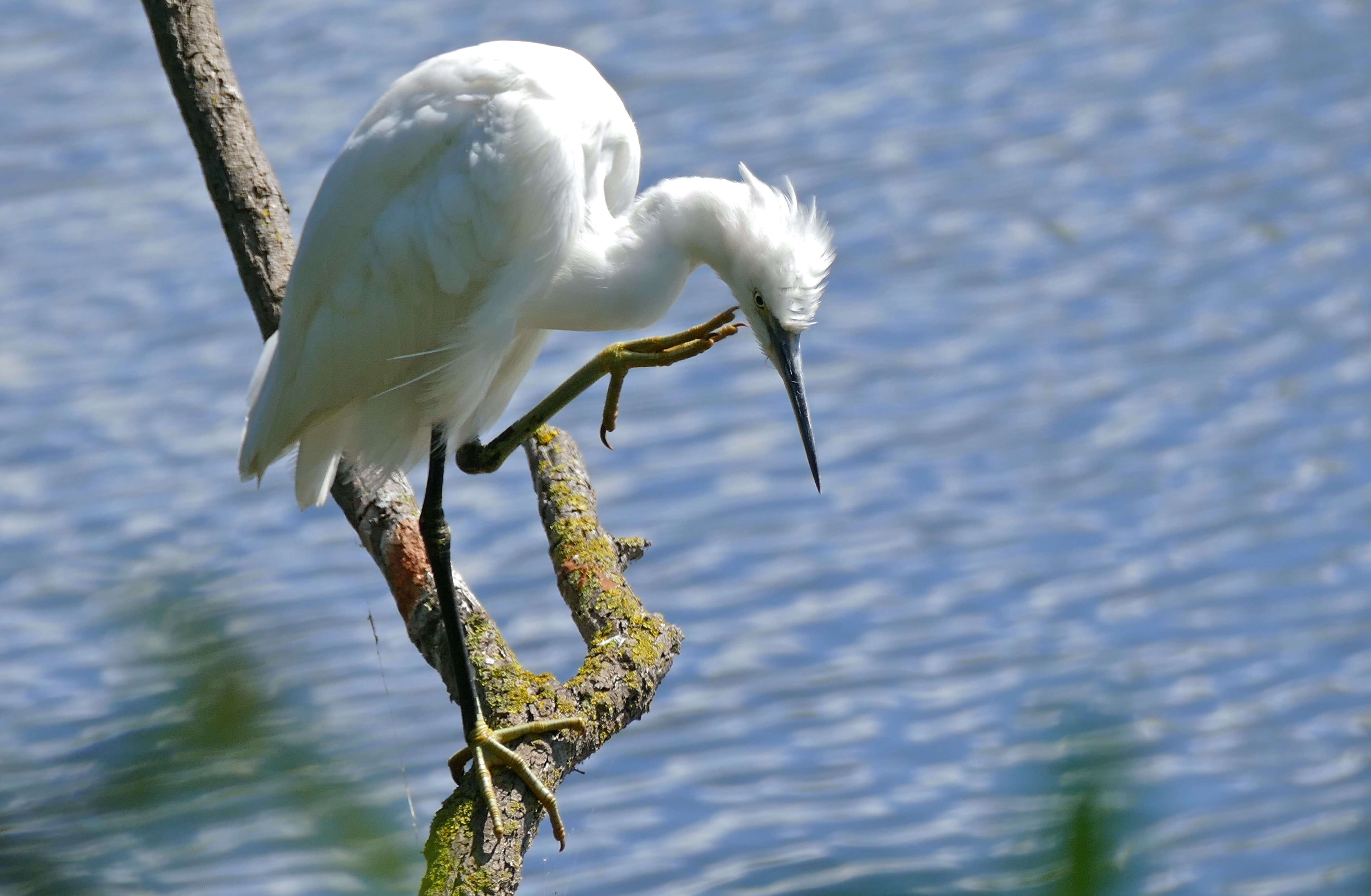 Image of Little Egret