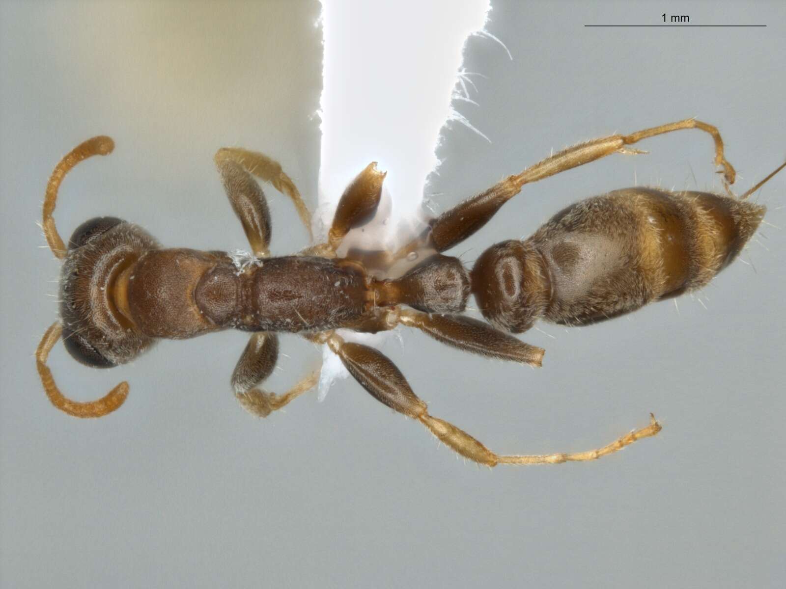 Image of Pseudomyrmex oculatus (Smith 1855)