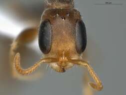 Image of Pseudomyrmex oculatus (Smith 1855)