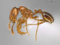 Image of Fire Ants and Thief Ants