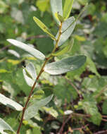 Image of netted pawpaw