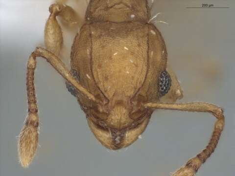 صورة Wasmannia sigmoidea (Mayr 1884)