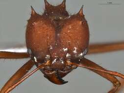 Image of Ant