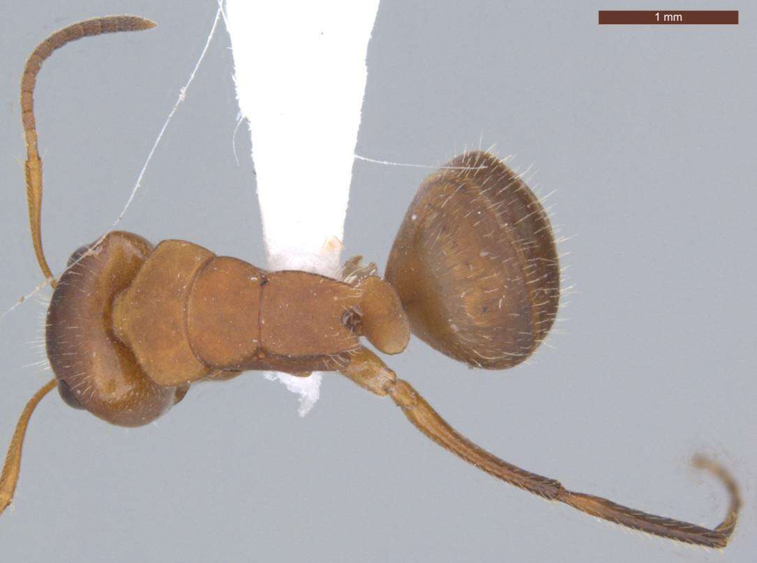 Imagem de Camponotus latangulus Roger 1863