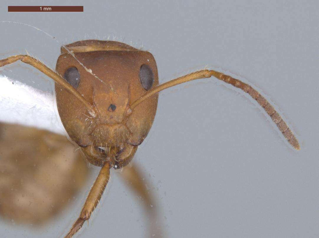 Imagem de Camponotus latangulus Roger 1863