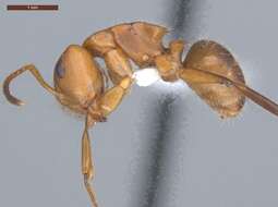 Imagem de Camponotus latangulus Roger 1863