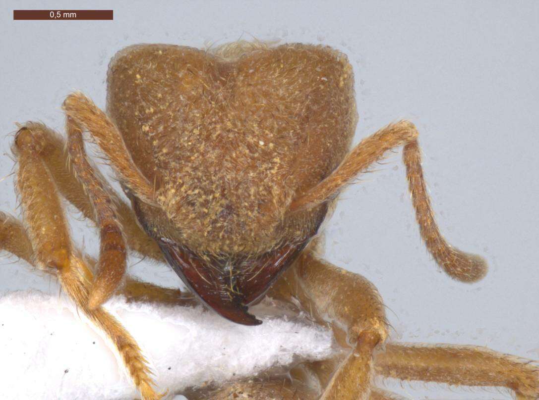 Image of Sericomyrmex parvulus Forel 1912