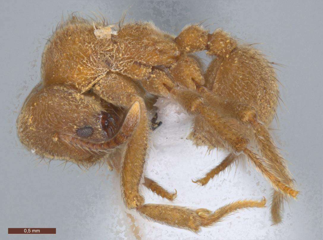 Image of Sericomyrmex parvulus Forel 1912