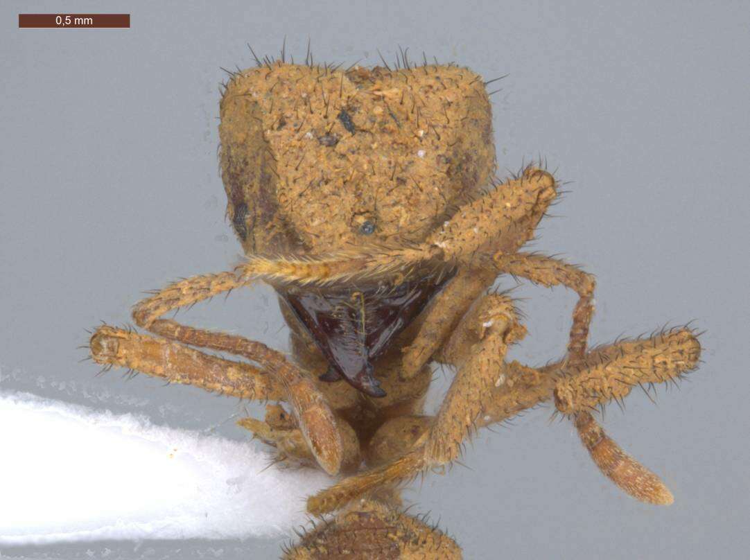 Image of Sericomyrmex bondari Borgmeier 1937