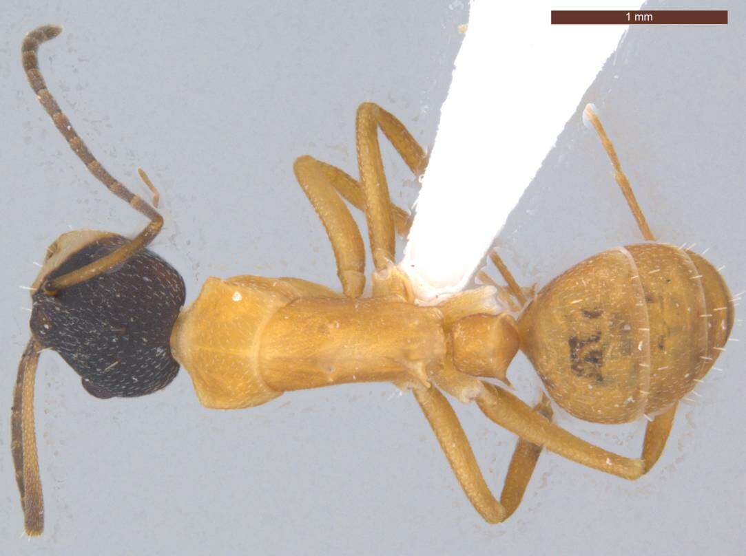 Image of Camponotus heathi Mann 1916