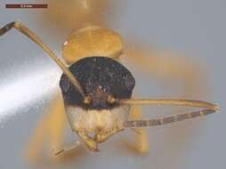 Image of Camponotus heathi Mann 1916