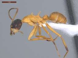 Image of Camponotus heathi Mann 1916