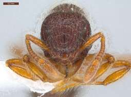 Image of Lachnomyrmex