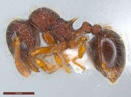 Image of Lachnomyrmex