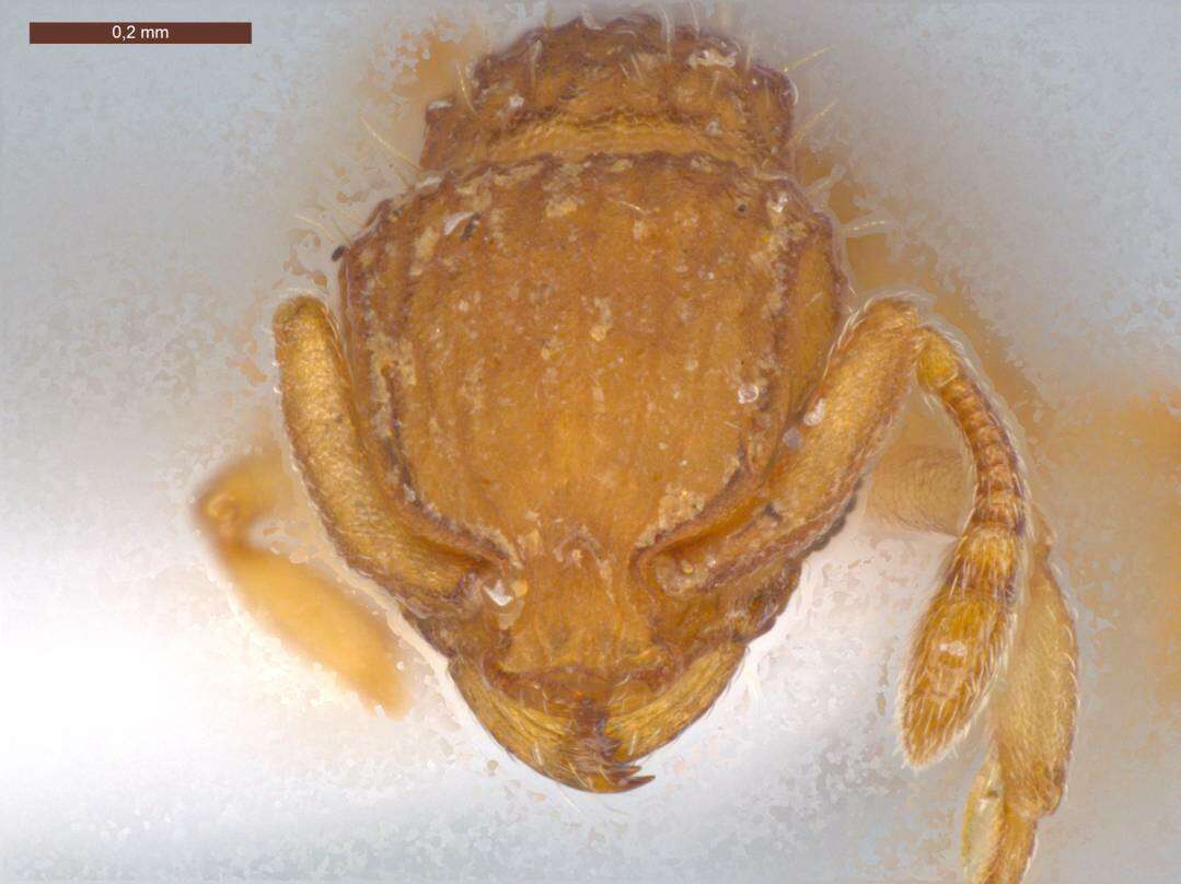 Image of Wasmannia scrobifera Kempf 1961