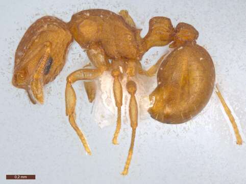 Image of Wasmannia scrobifera Kempf 1961