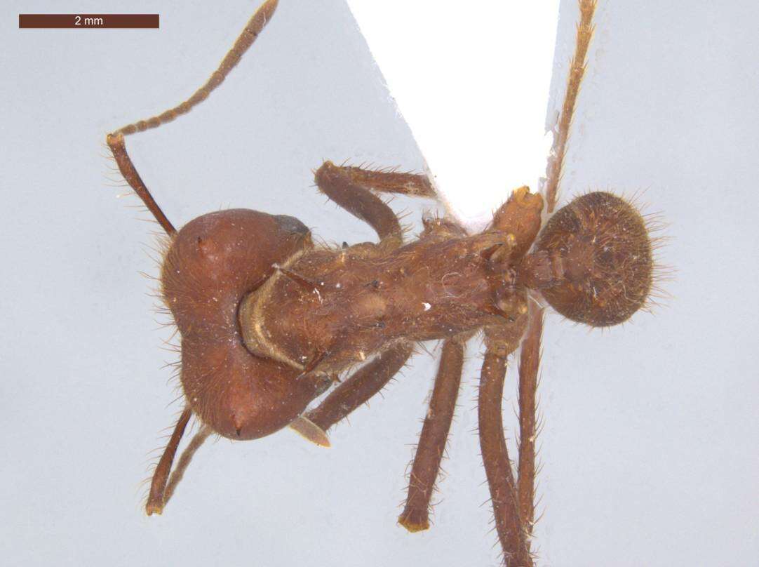 Image of leaf-cutter ants