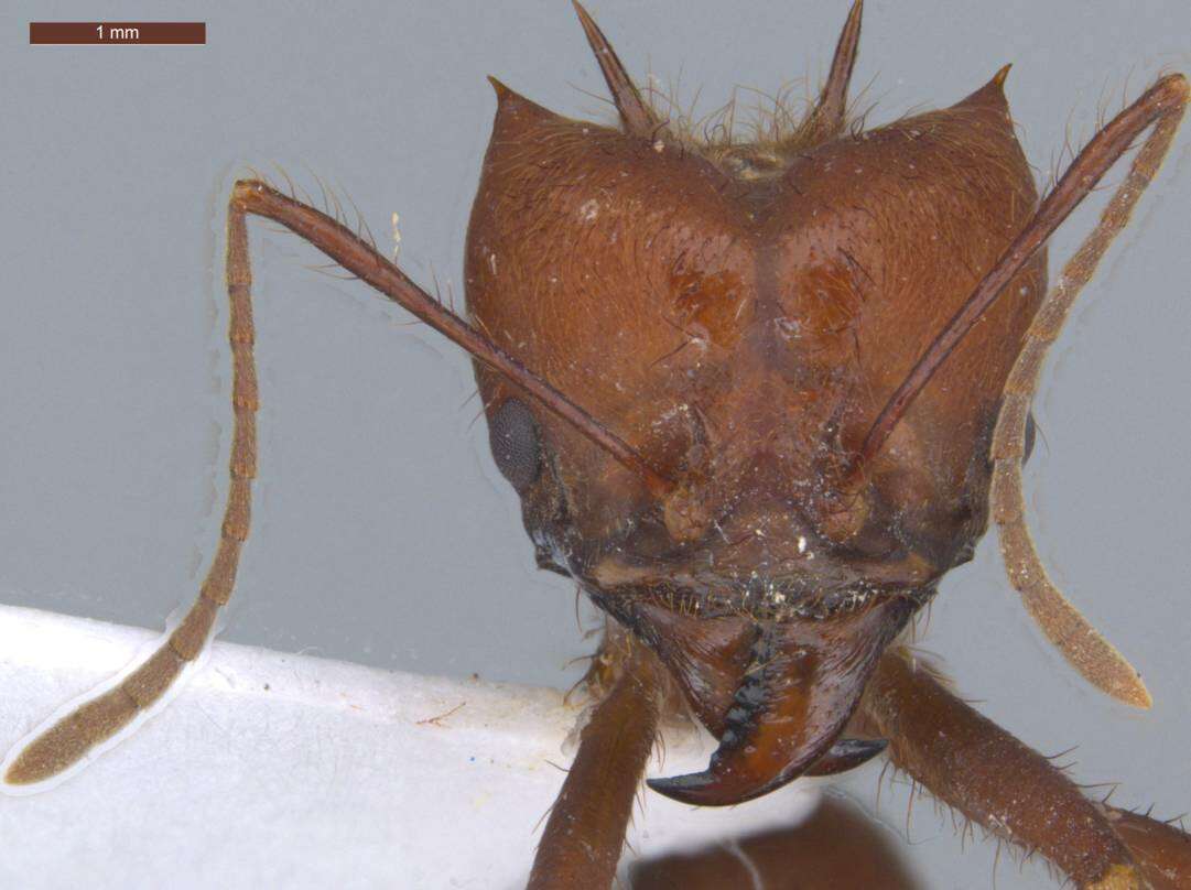 Image of leaf-cutter ants