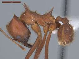 Image of leaf-cutter ants