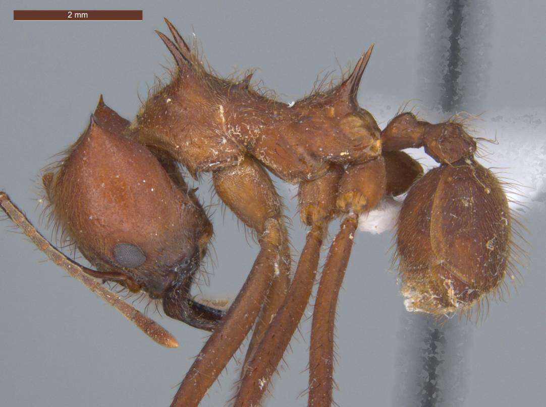 Image of leaf-cutter ants