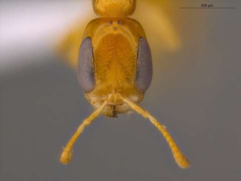 صورة Pseudomyrmex simplex (Smith 1877)