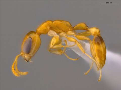 صورة Pseudomyrmex simplex (Smith 1877)