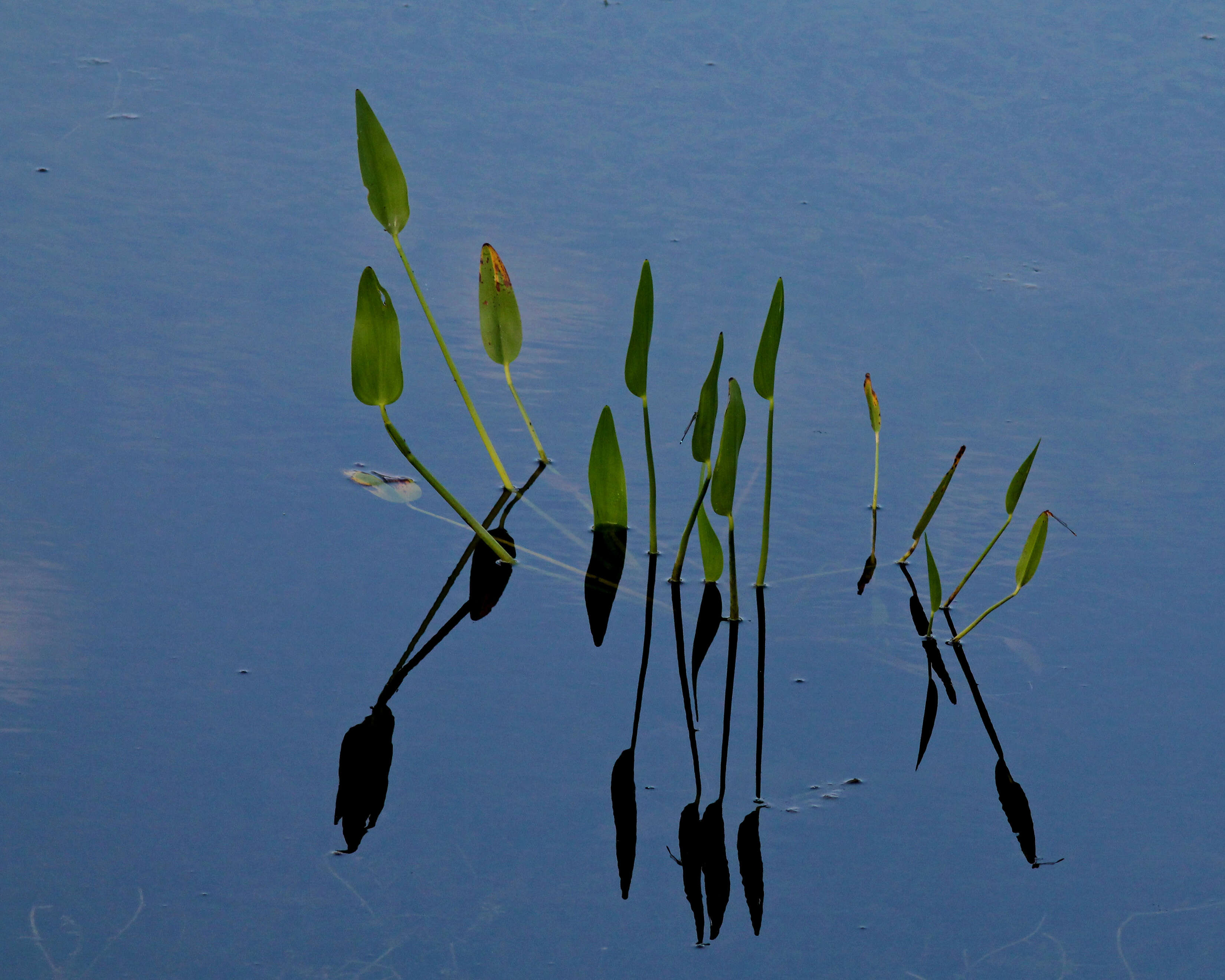 Image de Pontédérie à feuilles en cœur